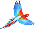 Parrot