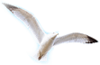 Seagull